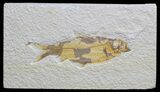Knightia Fossil Fish - Wyoming #59827-1